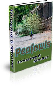 Can Peafowl Free Range