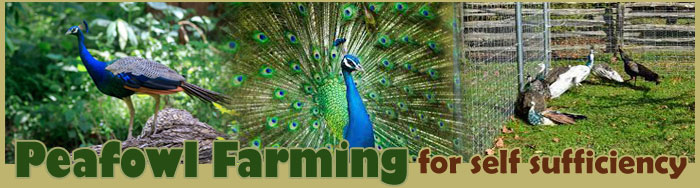 Peafowl Farming For Self Sufficiency