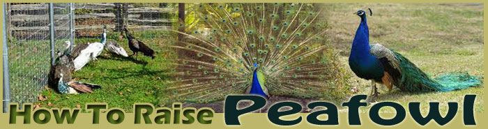 how to raise peafowl FAQ