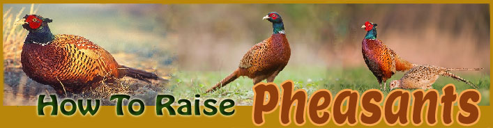 how to raise pheasants about us