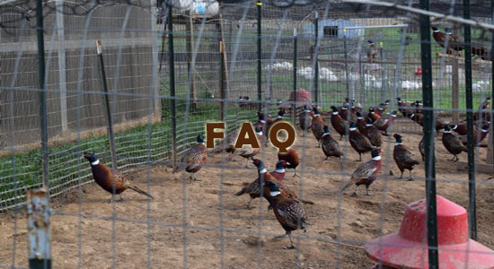 Raising Pheasants Frequently Asked Questions