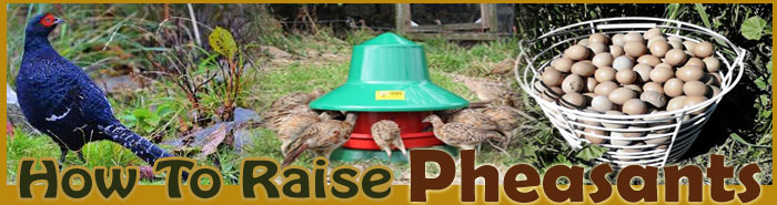 how to raise phesants FAQ
