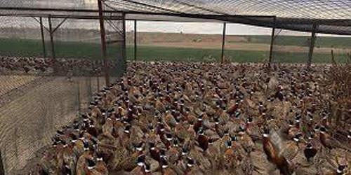 Pheasant Farming For Self Sufficiency Frequently Asked Questions