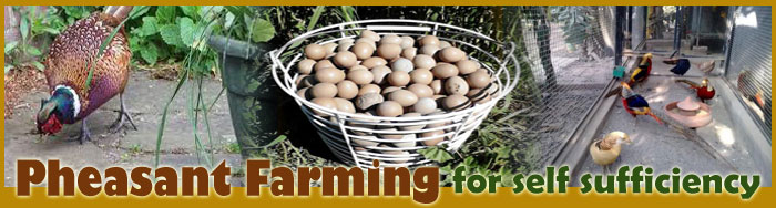 Pheasant Farming For Self Sufficiency