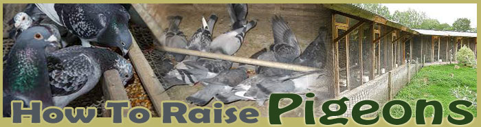 how to raise pigeons sitemap