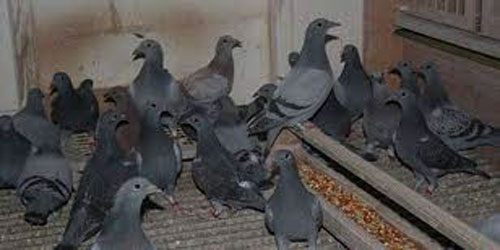 Making A Pigeon Habitat Frequently Asked Questions