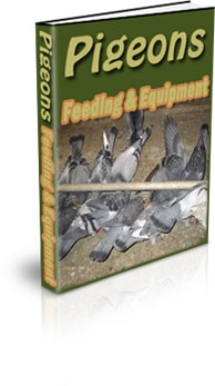 Raising Pigeons For Eggs