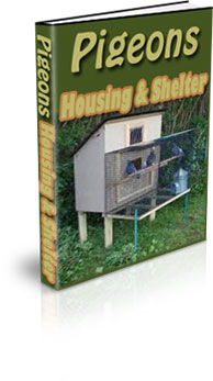 Raising Pigeons For Meat