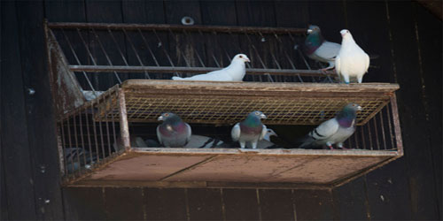 Pigeon Farming For Self Sufficiency Frequently Asked Questions