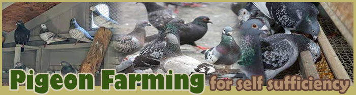 Pigeon Farming For Self Sufficiency