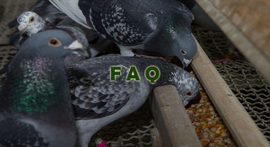 Raising Pigeons Frequently Asked Questions
