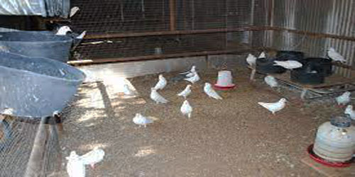 Small Scale Pigeon Farming Frequently Asked Questions