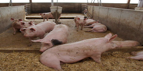 Making A Pig Habitat Frequently Asked Questions