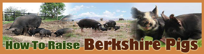How To Raise Berkshire Pigs