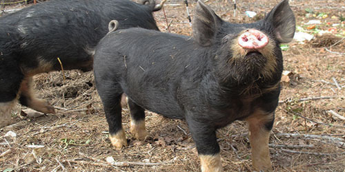 Raising Berkshire Pigs Frequently Asked Questions