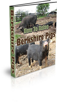 The How To Raise Berkshire Pigs eBook