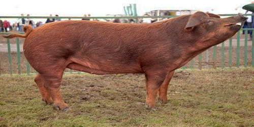Raising Duroc Pigs Frequently Asked Questions