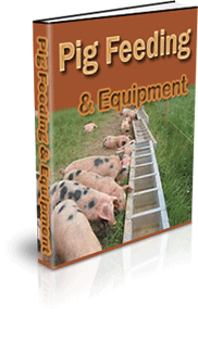 Hampshire Pig For Meat
