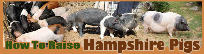 How To Raise Hampshire Pigs
