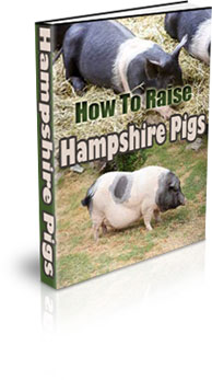 The How To Raise Hampshire Pigs eBook