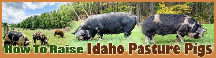 How To Raise Idaho Pasture Pigs