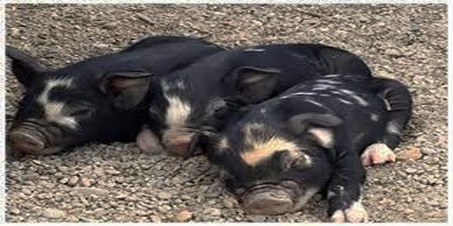 Raising Idaho Pasture Pigs Frequently Asked Questions