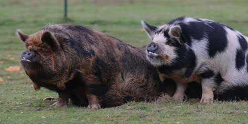 Raising Kunekune Pigs Frequently Asked Questions