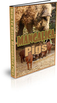 The How To Raise Mangalica Pigs eBook