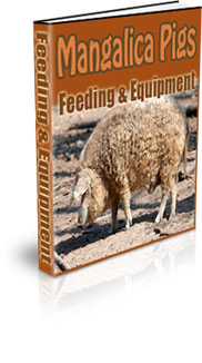 Raising Mangalitsa Pigs For Meat