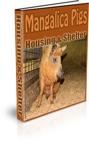 Mangalitsa Pig Farming For Beginners