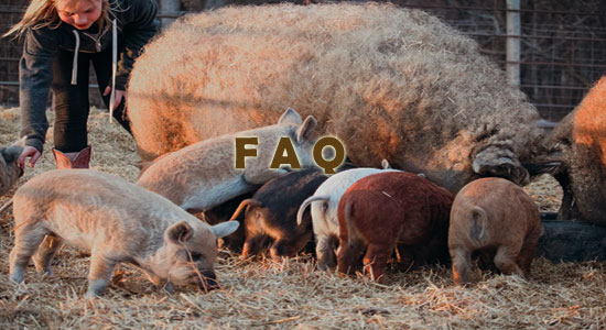 Raising Mangalica Pigs Frequently Asked Questions