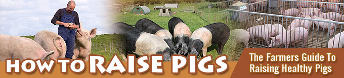 how to raise pigs FAQ