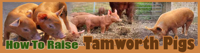 How To Raise Tamworth Pigs