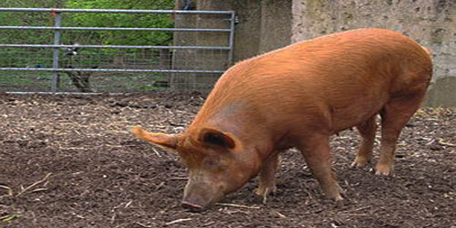 Raising Tamworth Pigs Frequently Asked Questions