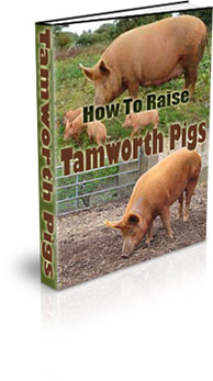 The How To Raise Tamworth Pigs eBook