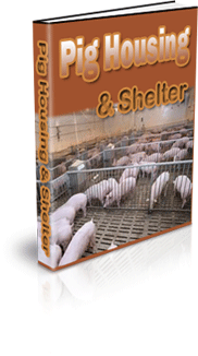 How To Raise A Pig In Your Backyard