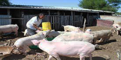 Pig Farming For Self Sufficiency Frequently Asked Questions