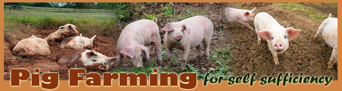Pig Farming For Self Sufficiency