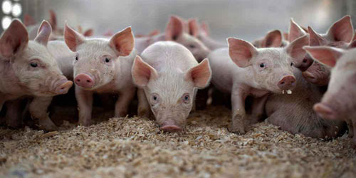 Small Scale Pig Farming Frequently Asked Questions