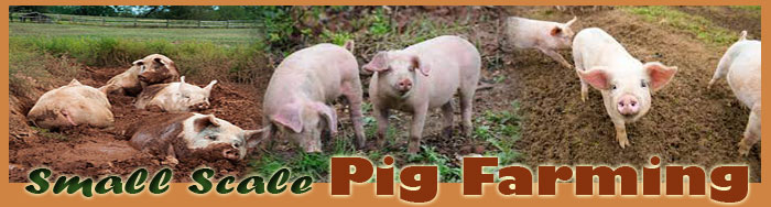 Small Scale Pig Farming