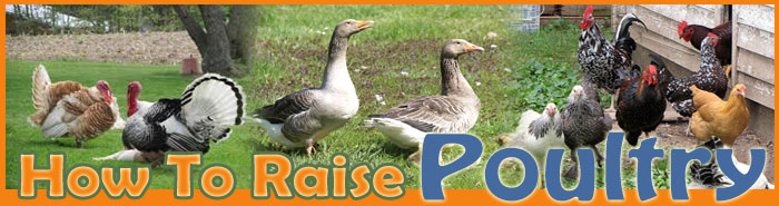 How To Raise poultry FAQ