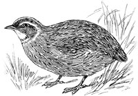Raise Quail