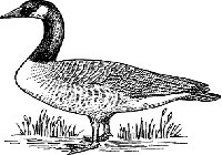 Raise Geese