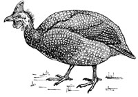 Raise Guinea Fowl