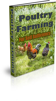 The How To Raise Poultry Ebook
