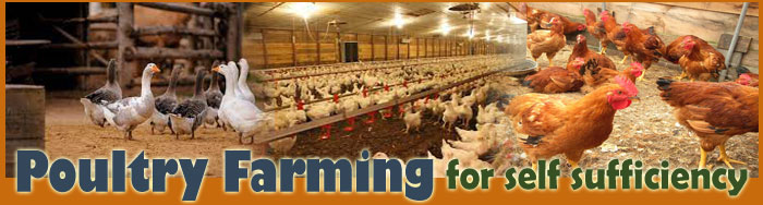 How To Raise Poultry