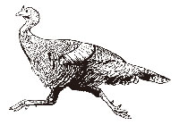 Raise Turkeys