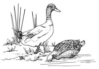 Raise Ducks