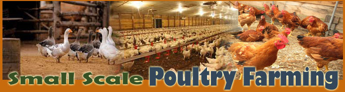 How To Raise Poultry