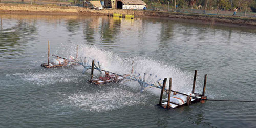 Making A Prawn Farm Habitat Frequently Asked Questions